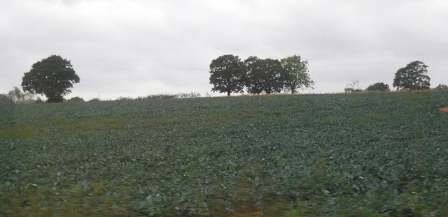 Cabbage field near Rye Foreign