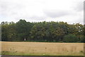 Woodland by the A21, Lamberhurst Bypass