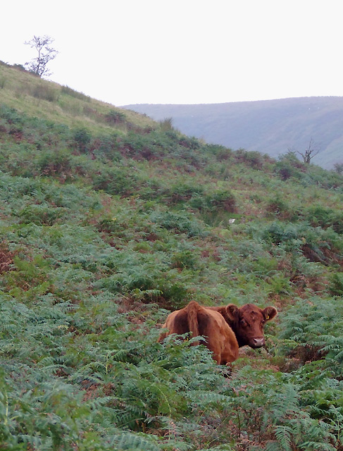 Cow in the bracken, near Abergwesyn,Powys