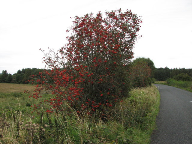 Well berried Rowan tree