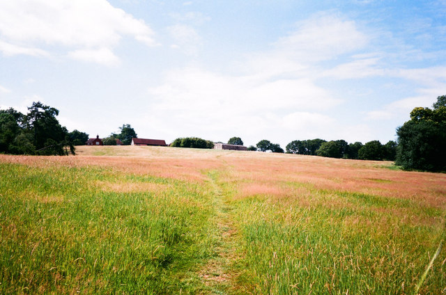 Footpath through meadow