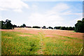 Footpath through meadow