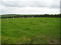 Friesian heifers