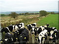 Friesian heifers