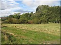 Field  beside the Scouring Burn