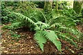 Ferns, Hillsborough forest