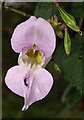 Policemans Helmet  (Indian Balsam)