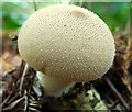 Fungus, Hillsborough forest (09-7)