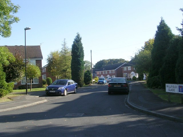 Millfield Glade - Forest Lane