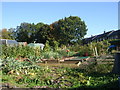 Allotments - Forest Avenue