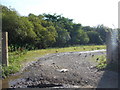 Exmoor : Pheasants & Field Entrance