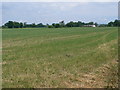 Grassland, Burton Green