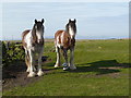 Heavy horses, Bindal Muir.