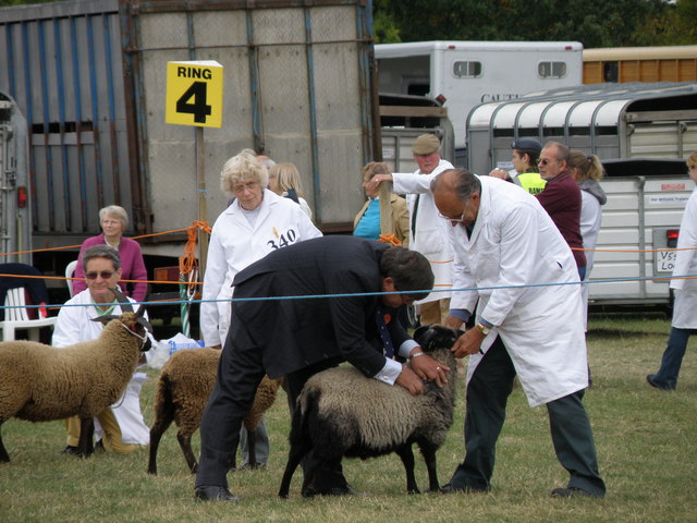 Judging Sheep, Great Gransden