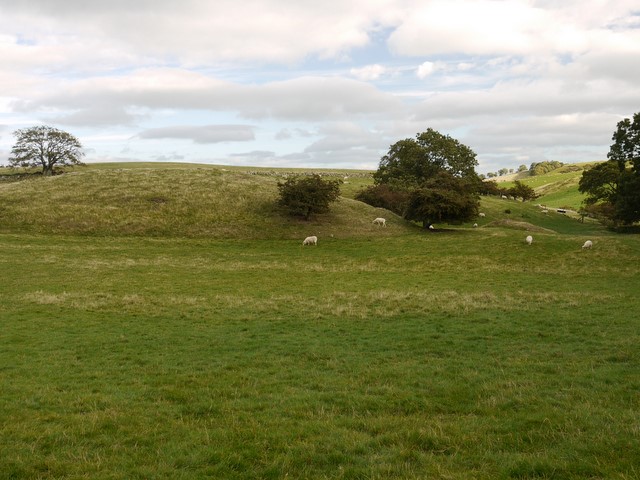 Sheep pasture south of Humbleton