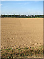 A newly drilled field in late September