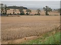 Barley stubble, Boghead