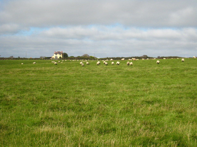 Sheep pasture south of the A30
