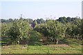 TQ7040 : Orchard near Horsmonden by David Anstiss