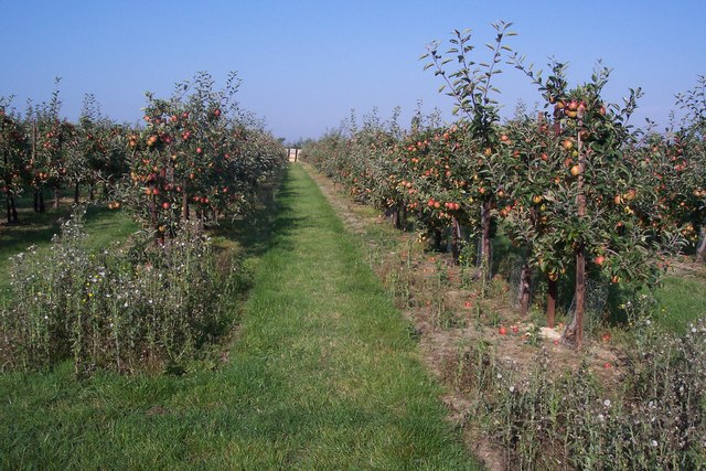 High Weald Landscape Trail in an orchard