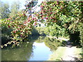 Grand Union Canal, Kings Langley