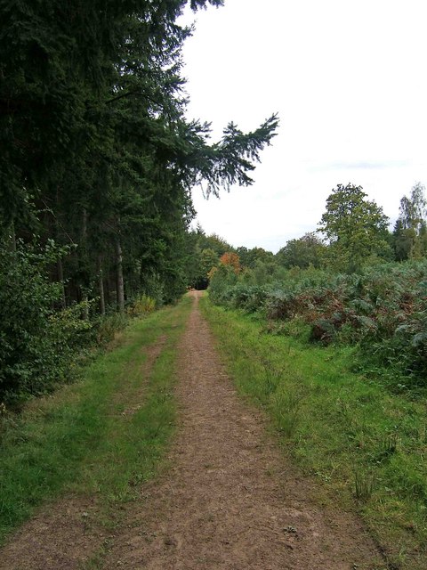 Forestry track in Eymore Wood