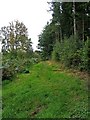 Grass footpath in Eymoor Wood