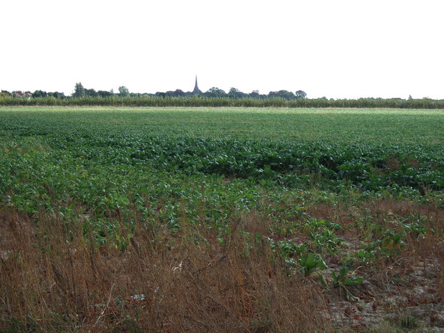 Sugar beet field north of Leverington
