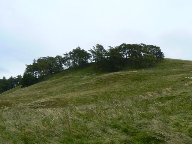Copse on the hill