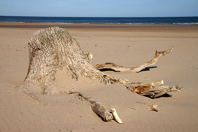 Driftwood on Cheswick Sands