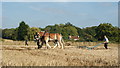 Surrey County Ploughing Match 2009 (16)