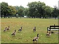 TQ2874 : Egyptian Geese on Clapham Common by Chris Reynolds