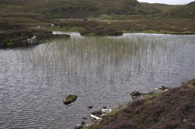 Reedy bay in Loch an Duin