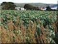 Sprouts at Thurlestone