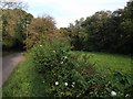 Meadow, East Buckland