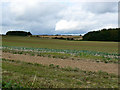 Field, Pudlicote Lane, near Chipping Norton