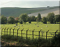 2009 : Sheep meadow south of Brixton Deverill