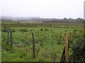 Tornagrough Townland