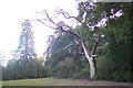 Tree in Rectory Park