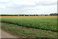 Sugar beet crop on Harris Farm