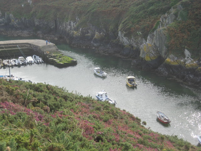 Boats moored afloat in Porth Clais