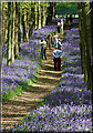 Dockey Wood in Ashridge Common