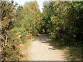 Upton Heath, railway trackbed