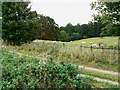 Sheep by a byway, near Finstock