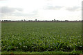 Sugar beet on Harris Farm (2)