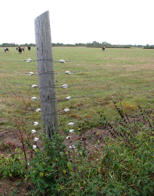 A cattle pasture on Poplar Farm