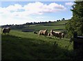 Sheep near Deepleigh