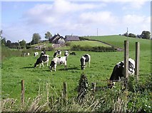 H4969 : Cows at Donaghanie by Kenneth  Allen