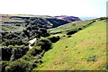 Wooded valley by Tintagel Castle