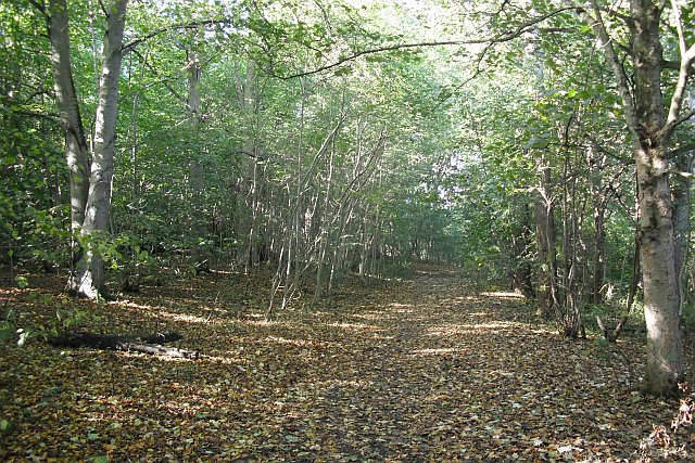 Woodland path, Cammo Park